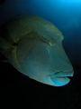 Napoleon fish in FishHead Ari atoll Maldives