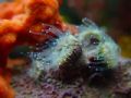rosebud coral