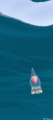 Néoturris pileata jellyfish in Banyuls - Cerbère MPA