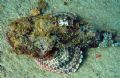 Sponge and fish.