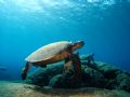Turtles On and On. I just sat and waited a bit.