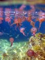 Taken In shallow Waters with my canon a40. They might hurt you , but thay are nice to watch...