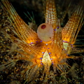 True Colors  I am always amazed at the brilliant colors we find in nature - and especially underwater.  I had never seen a fire urchin before and spent several minutes following this little one across the sand -trying to capture all the vibrant color