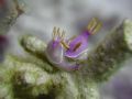 Chromodoris mating
