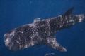 junior whaleshark Hin Talae march 06
