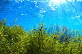 I shoot this picture in Hayama,Kanagawa,Japan.
In the winter , we are growing up seaweed bathed in the light of the sun .