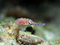 Seaneedle