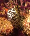 Honeycomb Moray. Musandam, Oman