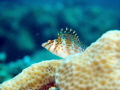 Dwarf or Falco Hawkfish, Cirrhitichthys falco