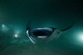 Manta Ray from darkness.
