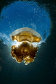 Beautiful Jellyfish