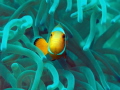 Nemos Papa