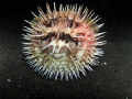 While a night dive at Lembeh Strait…..