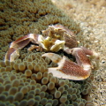 I love crab
