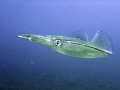 Calmar, Lembeh strait