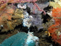 Harlekin shrimp, Lembeh strait
