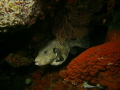 Map Puffer fish