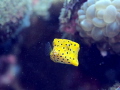 Box fish