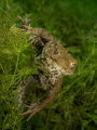 Toad ( Erdkröte) Bufo bufo