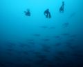 Hammerheads with three divers in Malpelo Island, Colombia.
