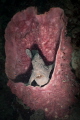 Sponge Throne