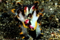 Flamboyant cuttlefish