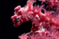 Curious Pygmy Seahorse (Hippocampus bargibanti)