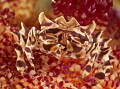 Zebra Crab, sitting on a Fire Urchin