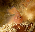Convict Goby