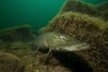 pike on the hunt