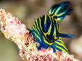 Dive Site : Seaventures,Malaysia
Camera : Olympus OM-D E-M1
Lens : M.ZUIKO DIGITAL ED 60mm f/2.8 Macro Lens
Housing : Nauticam NA-EM1
Strobes : Inon Z-240