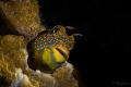 Tesselated Blenny (Hypsoblennius invemar)