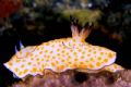 Nudibranch, Red Sea, Nikon F4s,Aquatica housing.105mm macro.