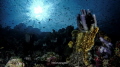 Stove-Pipe Sponge in Tomini Bay, South Bolaang Mongondow, North Sulawesi
