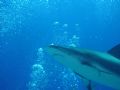 Gotta love the sharks!