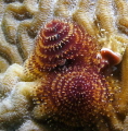 Christmas Tree Worm...Utila