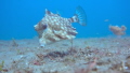 Holy Cowfish