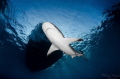 Silky Shark!