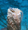 Brittle Star and Friend