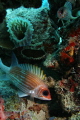Squirrelfish
