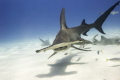 Hammerhead sharks in The Bahamas. Shot this amazing animals with my nikon d800, ikelite housing. There is nothing better than the clystar clear water in the caribbean, but in Bimini that is something else.
As for the hammerheads I'm speechles