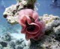 Sharm el Sheikh