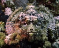 Taken on G12 with single strobe, just spotted this little fella as he was so well camouflaged