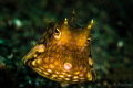 Juvenile Cowfish