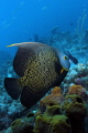 French Angelfish - BVI