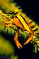 Baba's Crinoid Squat Lobster