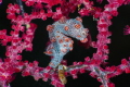 I didn't do it, I've been framed...  This cute little pygmy seahorse was doing their usual trick of turning his back and looking away.  However, a lot of patience finally paid off with him framed in an opening in the fan.