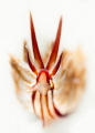 Dragon / Eubranchus