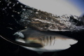 Black Tip Reef Shark, Taken off Aliwal Shoal, Umkamaas, Durban at Sunset.