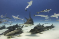 Amazing time with the great hammerhead